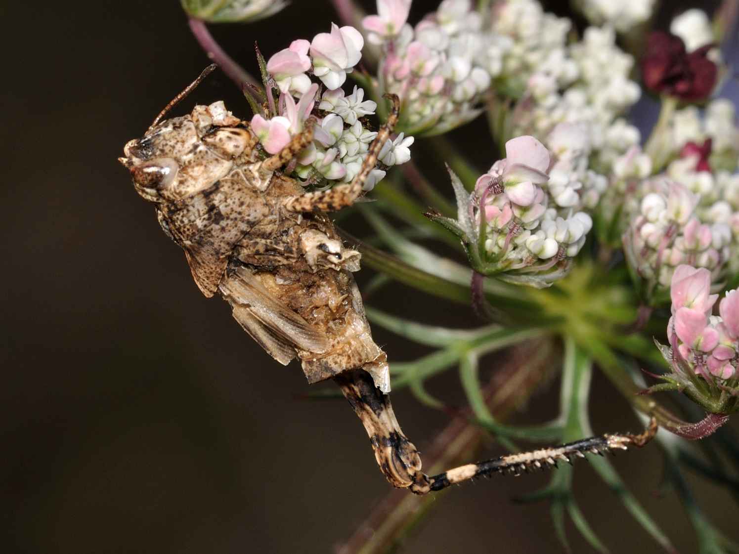 Orthoptera parassitati da miceti?